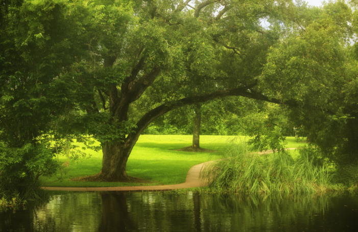 Landscape along the Clear Creek Bayou at Heritage Park in Leavue City, Texas.